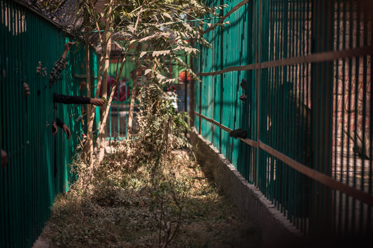 KABUL ZOO